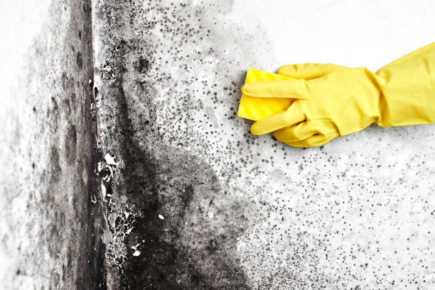 Cudahy, CA Mold Remediation Company