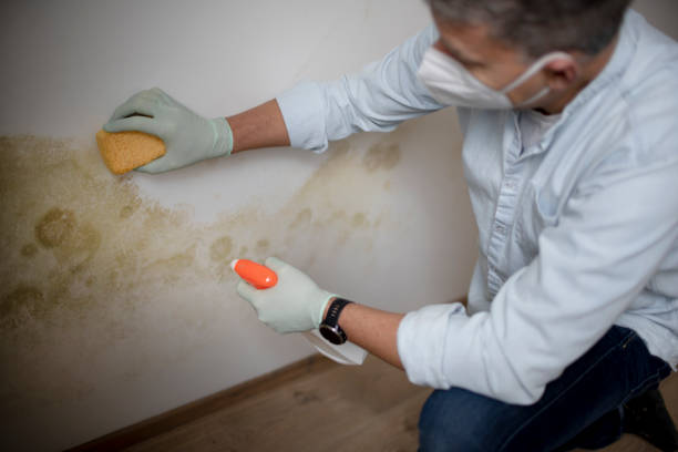 Best White Mold Remediation in Cudahy, CA