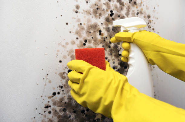 Best DIY Mold Remediation Support Services in Cudahy, CA