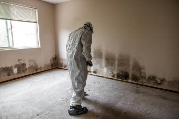 Best Post-Flood Mold Remediation in Cudahy, CA