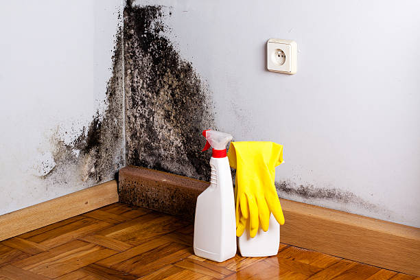 Best Localized Mold Remediation (e.g., coastal areas, humid climates) in Cudahy, CA
