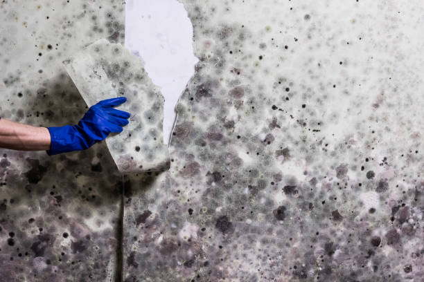 Best White Mold Remediation in Cudahy, CA