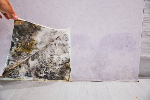 Best Commercial Mold Remediation in Cudahy, CA